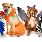 Pets in Halloween Costumes