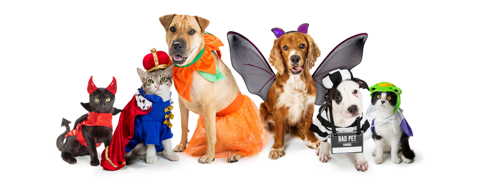 Pets in Halloween Costumes