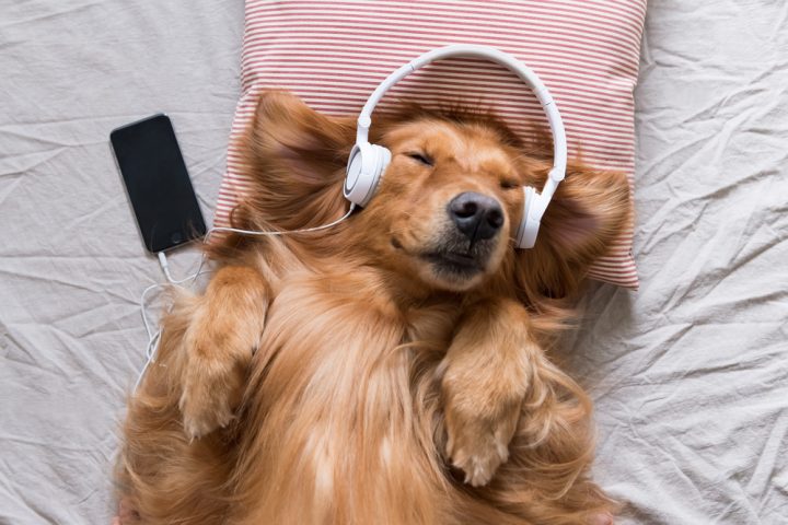 Cute Dog Listening to Music