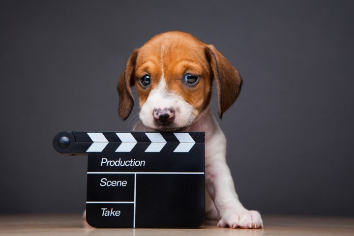 Dog with Movie Reel